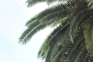 Palm tree closeup