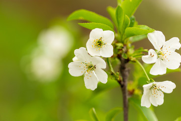 Flowers on the branches of cherry in spring