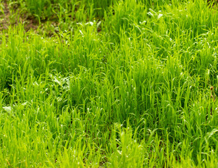 Green grass on nature as background