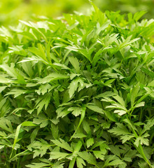 Green carrot leaves in a vegetable garden as background