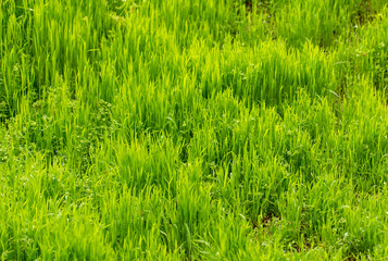 Green grass on nature as background