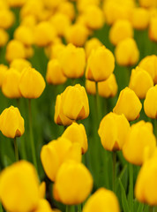 Obraz premium Yellow tulips in the park as background