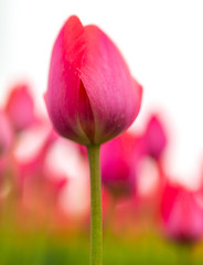 Fototapeta premium Pink tulips in the park as background
