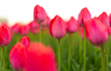Pink tulips in the park as background