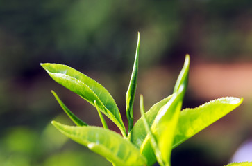 Green tea leaves background bushes