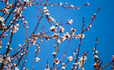 Red flowers on apricot branches in spring