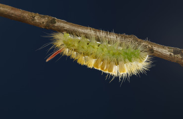 Shaggy colorful caterpillar under tree twig