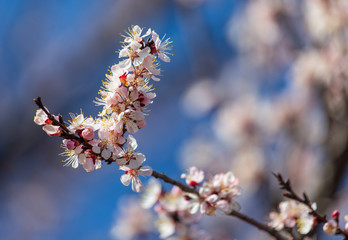 Red flowers on apricot branches in spring