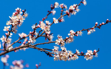 Red flowers on apricot branches in spring