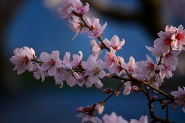 In full bloom in the peach blossom