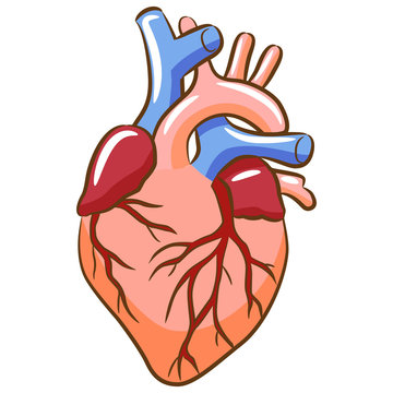 Anatomic heart graphic