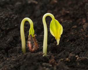Two grape sprouts