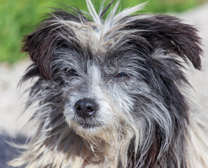 Portrait of a stray dog in the city