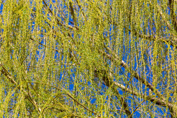 Blooming on willow branches in spring