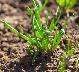 Green onions in the garden
