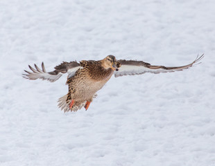 Duck in flight over white snow in winter