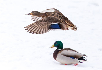 Obraz premium Duck in flight over white snow in winter