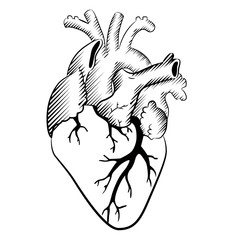 Anatomic heart design