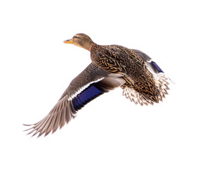Duck in flight isolated on white background