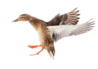 Duck in flight isolated on white background