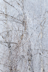 Frozen branches on a tree against a blue sky