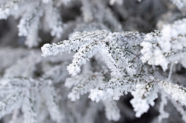 Frozen branches on a pine in the forest in winter