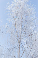 Frozen branches on a tree against a blue sky