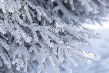 Frozen branches on a pine in the forest in winter