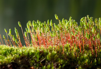 Moss with green spore capsules on red stalks