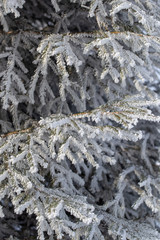 Frozen branches on a pine in the forest in winter