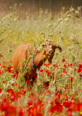 goat in meadow