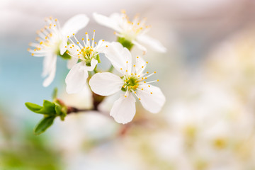 Obraz premium Flowers on the branches of cherry in spring