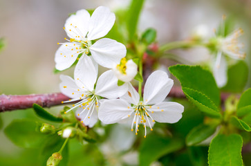 Flowers on the branches of cherry in spring