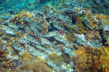 Brown wrasse fish in tropical seashore underwater photo. Coral reef fishes. Warm sea shore nature.