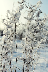 Icy plants on the background of white snow frosty morning.