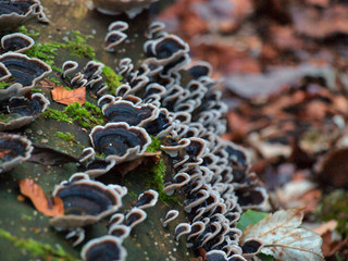 magic forest luxembourg