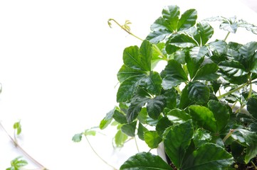 シュガーパイン　植物　観葉植物