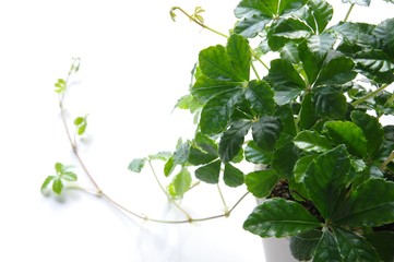 シュガーパイン　植物　観葉植物