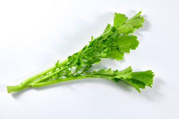 Mustard green plant  on white background