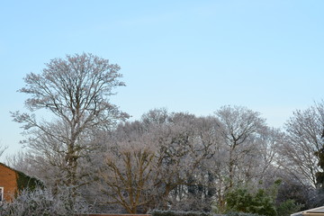 Frozen morning in January in the UK.