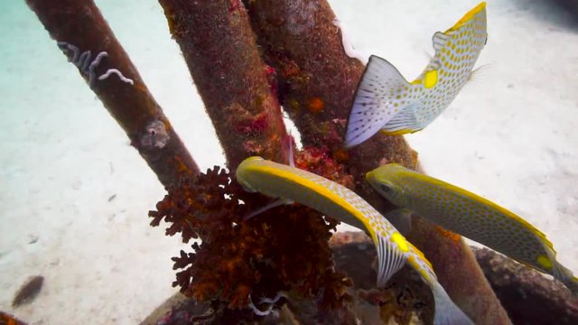 Few fishes from different species eating algae from an artificial reef structure.