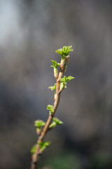 Young leaves on a branch of black currant on a blurred background in early spring. Black currant twig with sprouts. Vertical macro photography