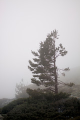 Niebla en Guadarrama