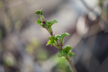 Young leaves on a branch of black currant on a blurred background in early spring. Black currant twig with sprouts. Horizontal macro photography