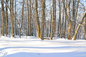trees in a city park background