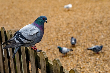 Close up of a grey wood pigeon on a brown wooden fence looking directly at me.