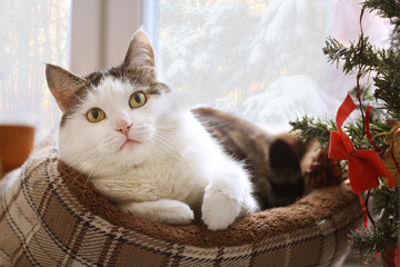 young caucasian business woman executive posing in military style trench coat