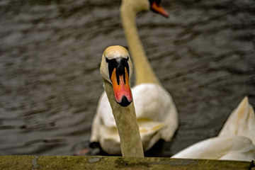 Close up of the head and neck of an inquisitive mute swan swimming on  the Norfolk Broads