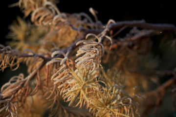 Art photo Larch branches covered with hoarfrost on a natural bluerred background. Shallow depth of field.