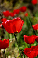 Obraz premium red tulips on green background